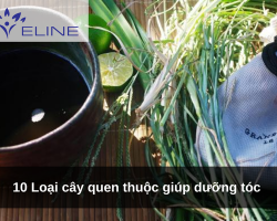 10 Loại cây quen thuộc giúp dưỡng tóc 