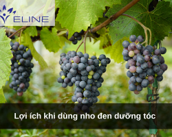 Lợi ích khi dùng nho đen dưỡng tóc 