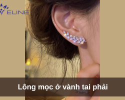 Lông mọc ở vành tai phải