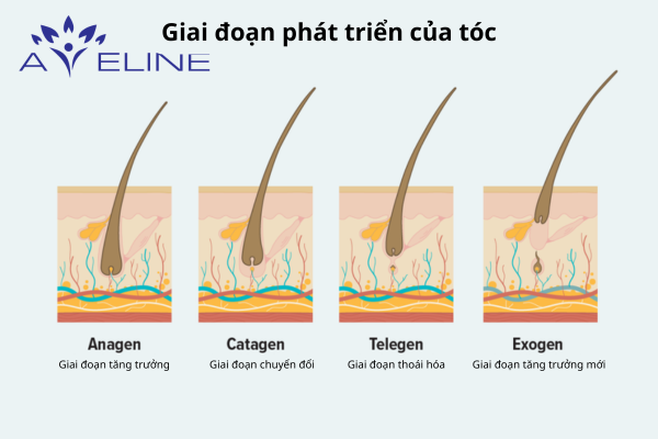 Quá trình sinh trưởng của tóc
